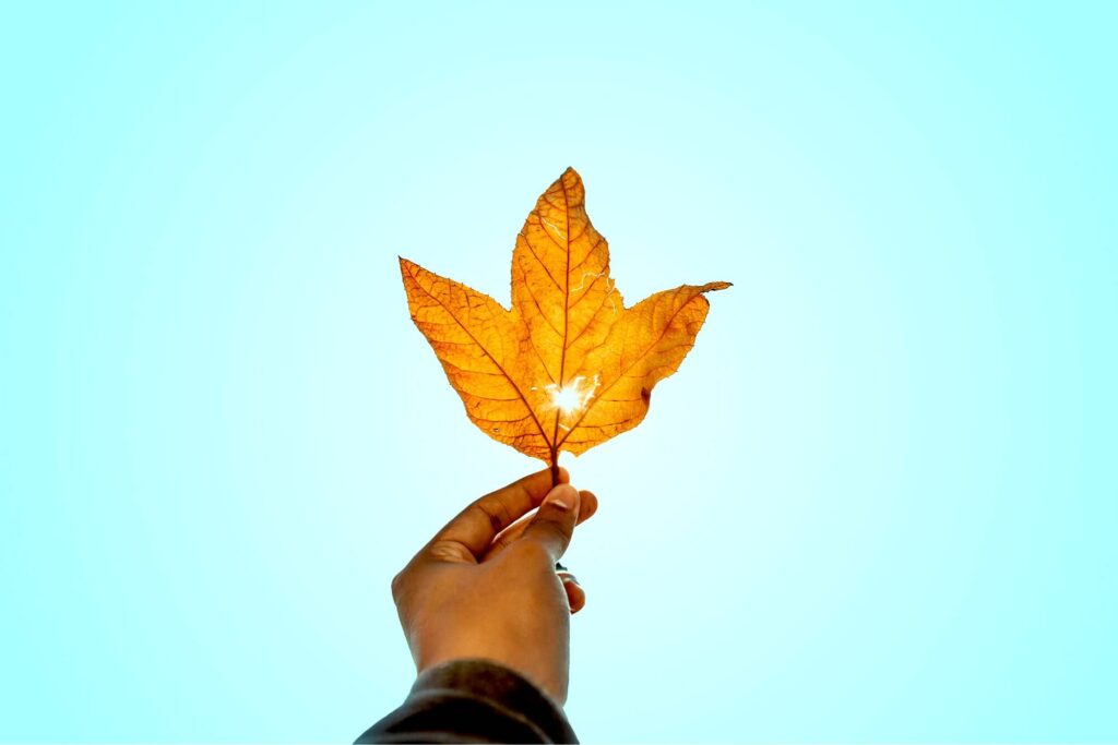 A leaf being held up to the sun, representing thanksgiving messages to employees.