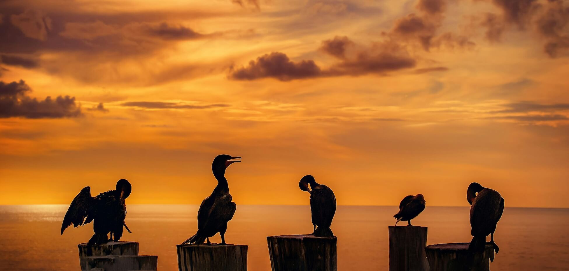 5 birds representing 5 types of talent assessment types